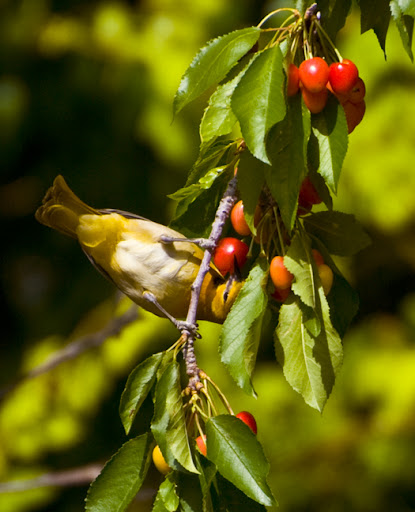 dwarf cherry tree pictures. Bing+cherry+tree+pictures