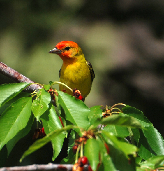DSC_0066 western tanager male on bing cherry tree en az.jpg