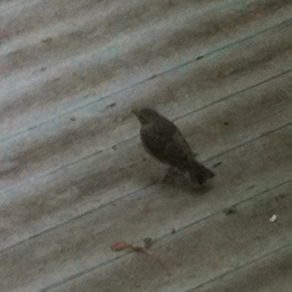 Spotting Image 1