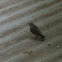 Immature cardinal