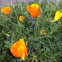 California poppy