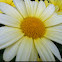 Dill Daisies