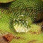 Salvinia weed