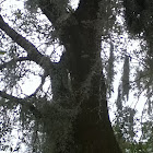 Spanish Moss