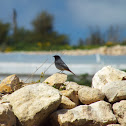 Black redstart