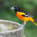 Baltimore Oriole (male)