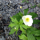 Canada Anemone