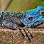 Southern Tree Agama