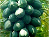 Manuales Cultivo De Lechosa O Papaya