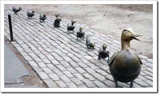Baby-ducks-following-mother