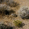 Desert Tortoise