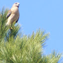 Red-shouldered Hawk