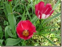 T5 2008, avril  tulipes (4)