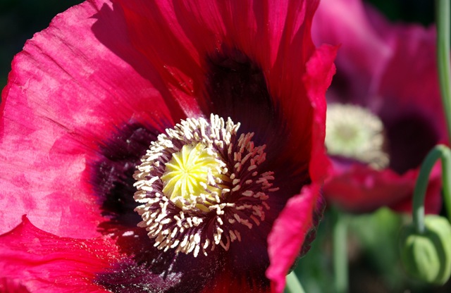[Poppy 2 5 24 08[15].jpg]