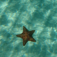 Sea Stars of Southern Mexico