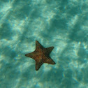 StarFish
