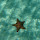 Sea Stars of Southern Mexico