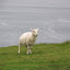 foto Irlanda