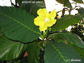 simpoh air flower
