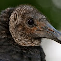 Black Vulture