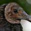 Black Vulture