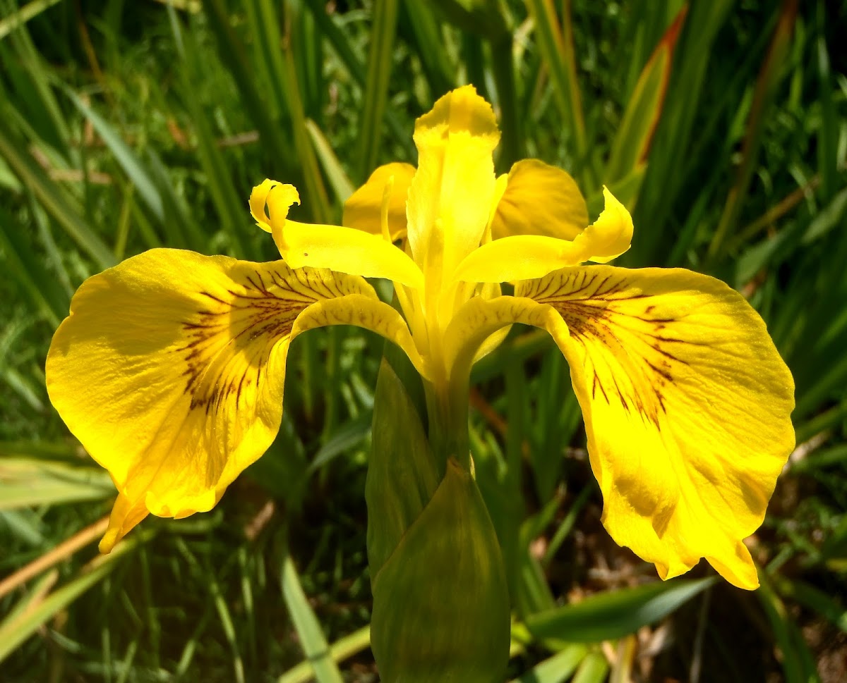 Lirio amarillo, Yellow iris
