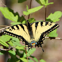 Eastern Tiger Swallowtail (female)