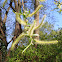 Mimbrera frágil, Crack Willow