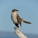 Galapagos mockingbird