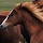 alexis.loves.horses