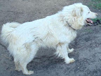 Julek,owczarek podhala�ski,ok 6 lat,�agodny