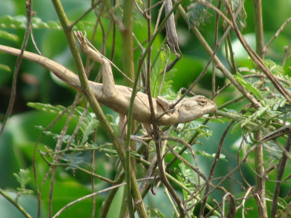 Spotting Image 1