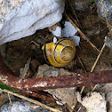 Grove snail