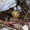 Grove snail