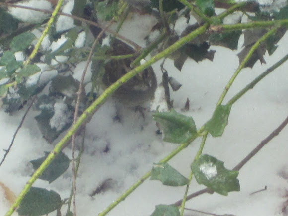 Spotting Image 1