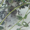 White-throated Sparrow