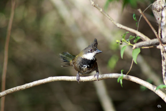 Spotting Image 1