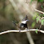 Eastern Whipbird