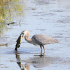 Great Blue Heron