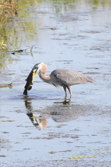 Spotting Image 1