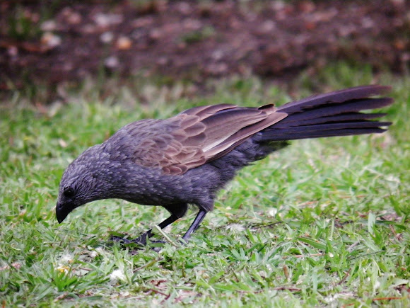 Spotting Image 1