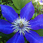 Clematis plant, blue flower