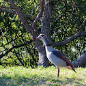 Egyptian Goose