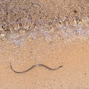 Garter Snake