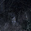 Gray Fox