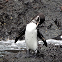 Galapagos penguin