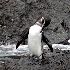 Galapagos penguin