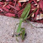 Praying Mantis