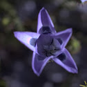 Campanulaceae