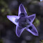 Campanulaceae